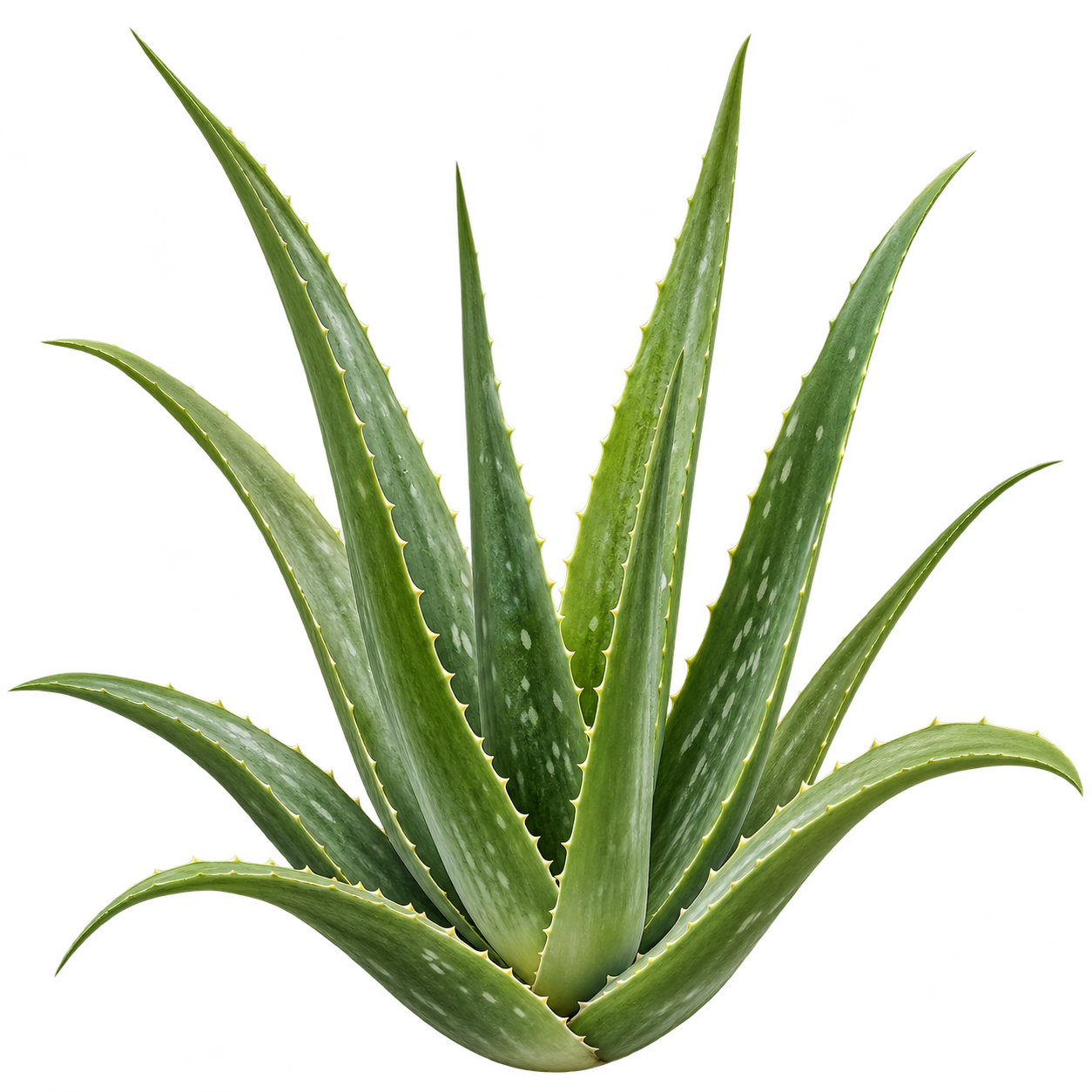 Aloes